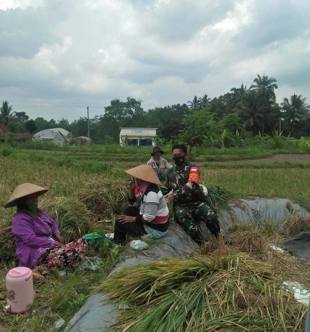 Babinsa Koramil 02/Pakem Dorong Petani Wujudkan Swasembada Pangan