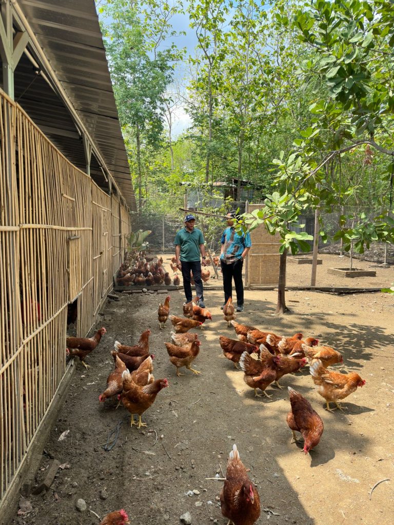 UGM Kembangkan Teknologi Pakan Rendah Protein untuk Peternakan Ayam di Komunitas Jamblang Genthong